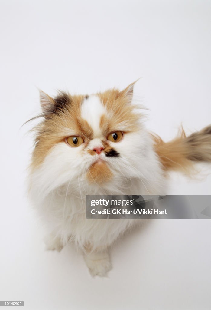 Persian cat, close-up