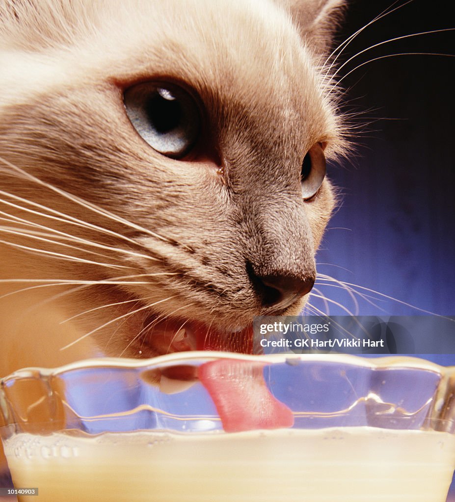 CAT DRINKING MILK CLOSE-UP