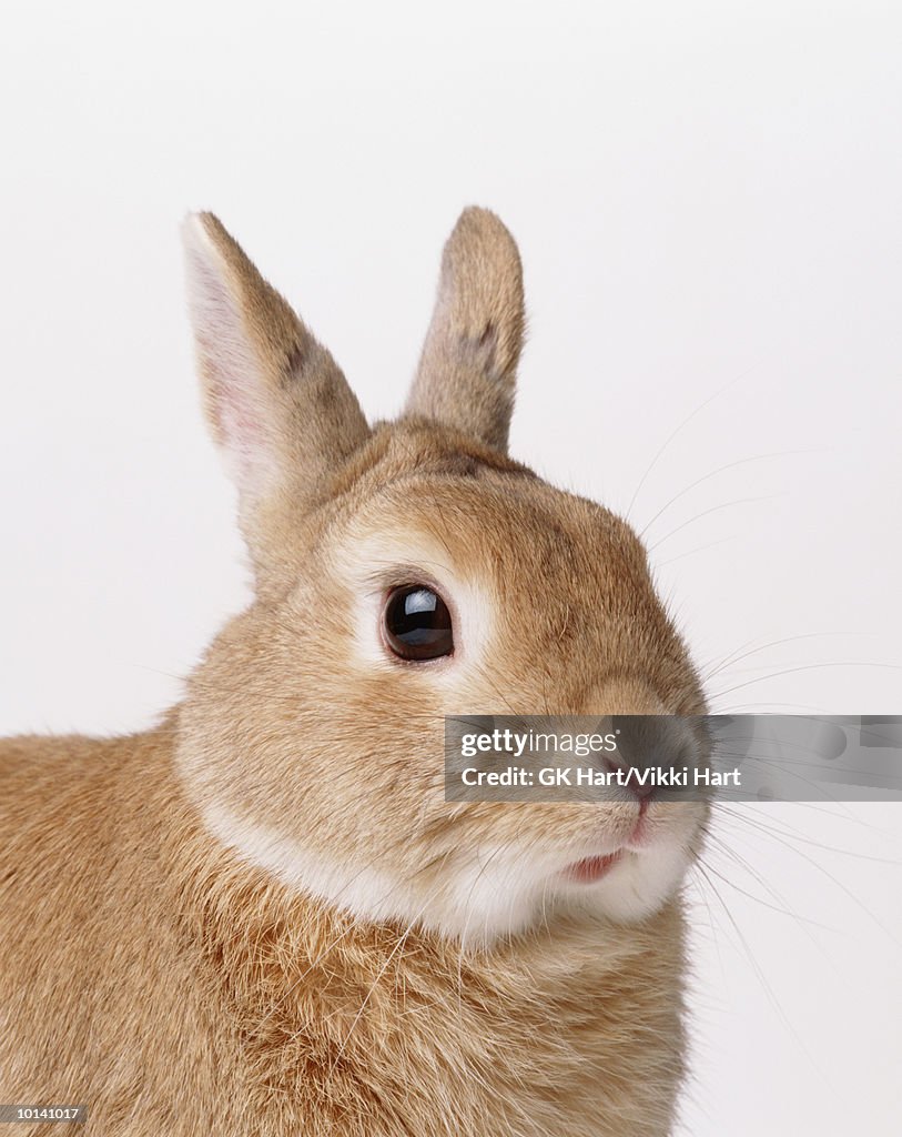 Brown rabbit, close-up