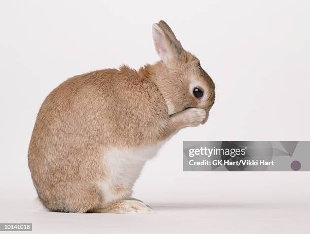Emmbarest Animals Embarrassed Animal Photos and Premium High Res Pictures - Getty Images
