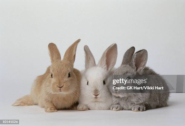 baby bunnies, brown, white, gray - lapereau photos et images de collection