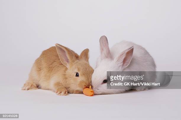 young rabbits eating - white rabbit stock pictures, royalty-free photos & images