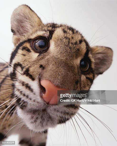 clouded leopard (neofelis nebulosa), close-up - clouded leopard stock pictures, royalty-free photos & images