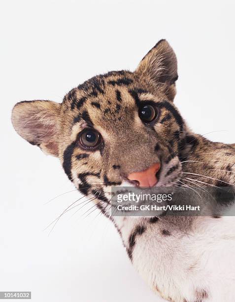 clouded leopard, close up - clouded leopard stock pictures, royalty-free photos & images