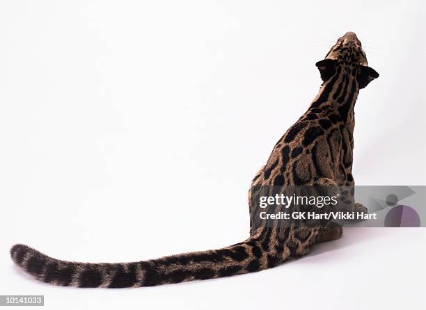 clouded leopard, big tail - clouded leopard stock-fotos und bilder
