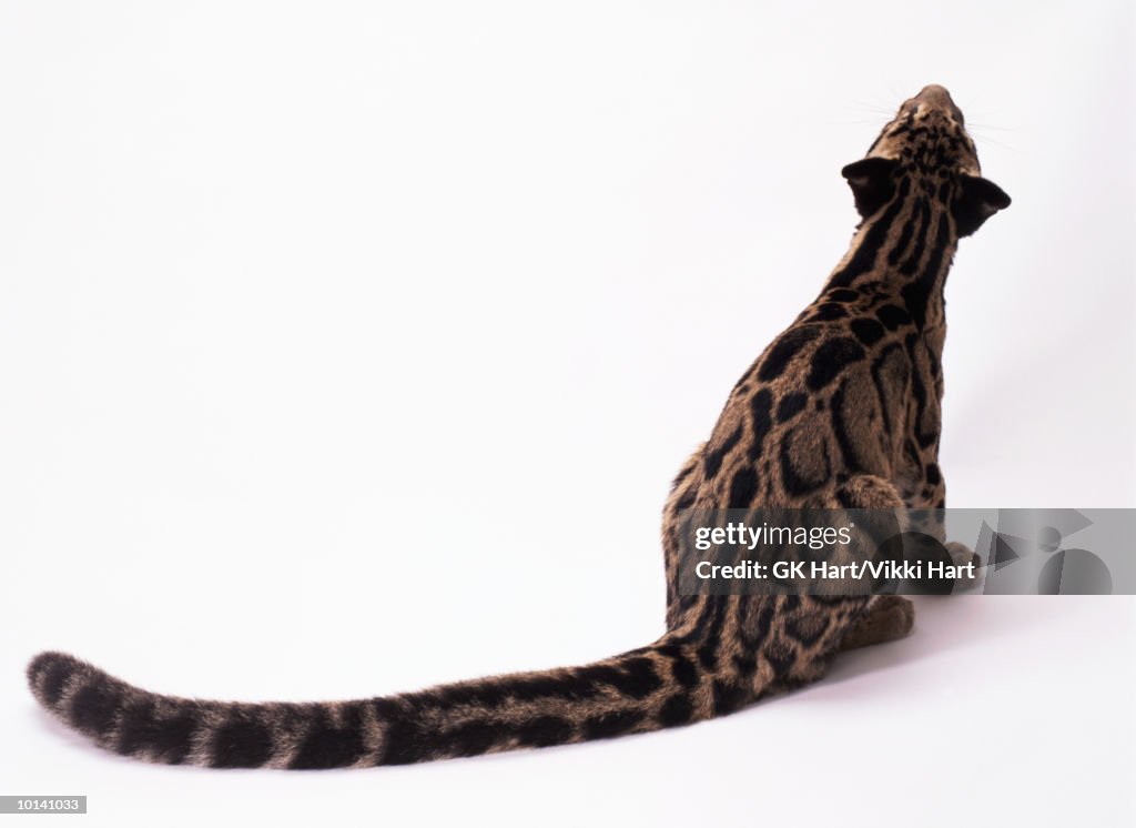 CLOUDED LEOPARD, BIG TAIL