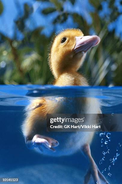 duckling swimming, close-up - duckling stockfoto's en -beelden