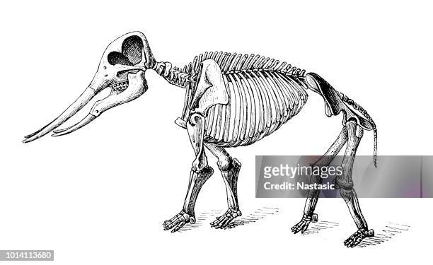 mastodon angustidens skelett - paläobiologie stock-grafiken, -clipart, -cartoons und -symbole