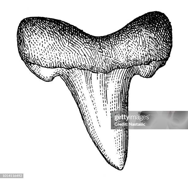 illustrazioni stock, clip art, cartoni animati e icone di tendenza di otodus obliquus - dente di squalo preistorico dell 'eocene vicino a khouribga, marocco. - megalodon