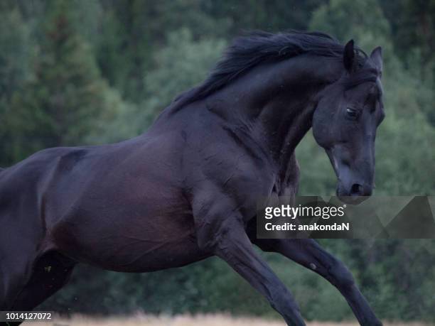 running beautiful black trakehner stallion at dark evening at tree background - black horse stockfoto's en -beelden