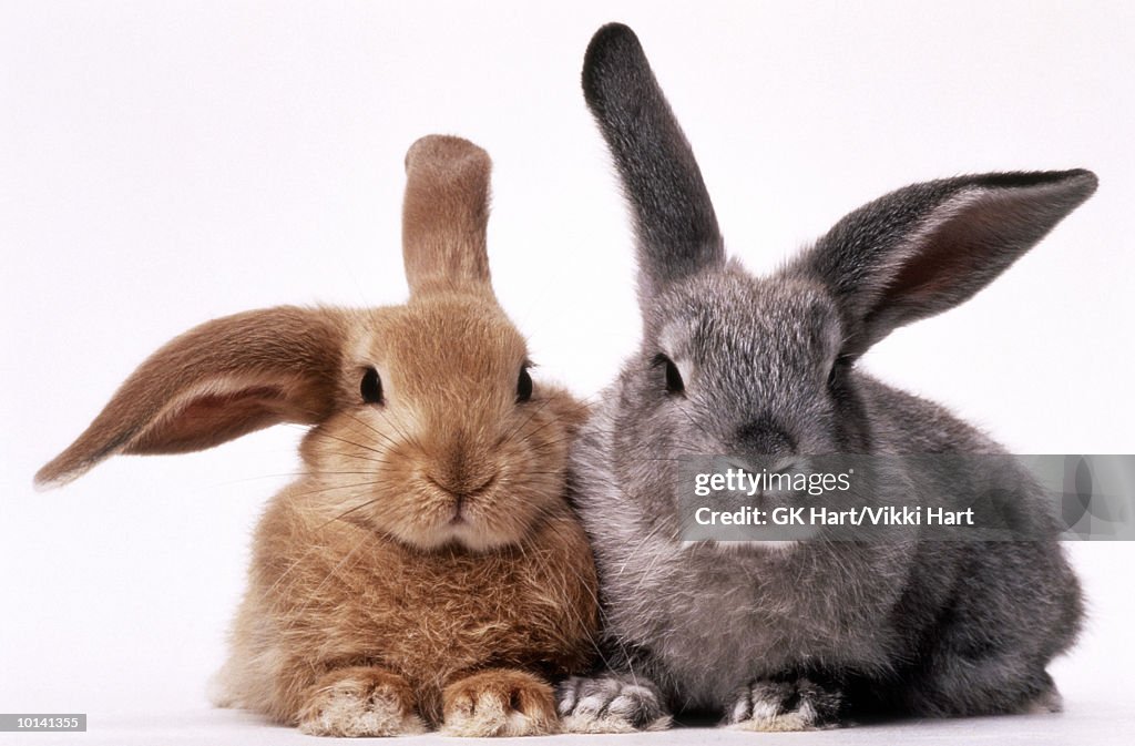 BROWN AND GRAY BUNNIES