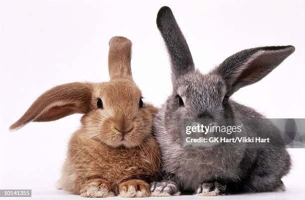 brown and gray bunnies - rabbit stock-fotos und bilder