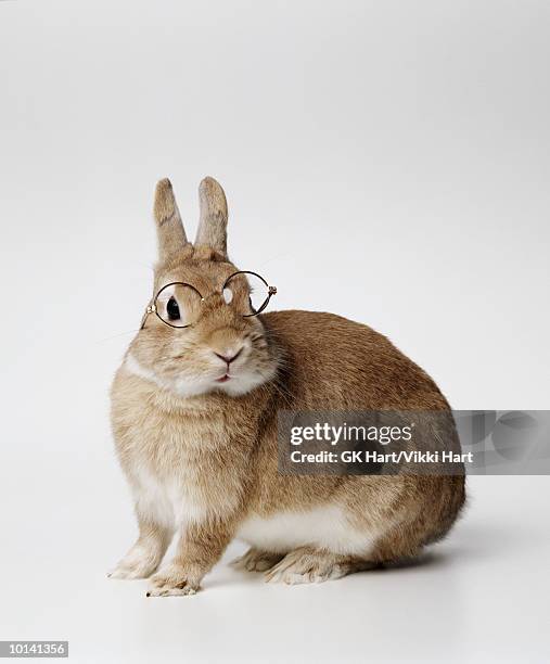 brown bunny with glasses - coniglio animale foto e immagini stock