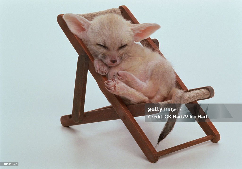 Fennec (Vulpes zerda) sleeping in chair