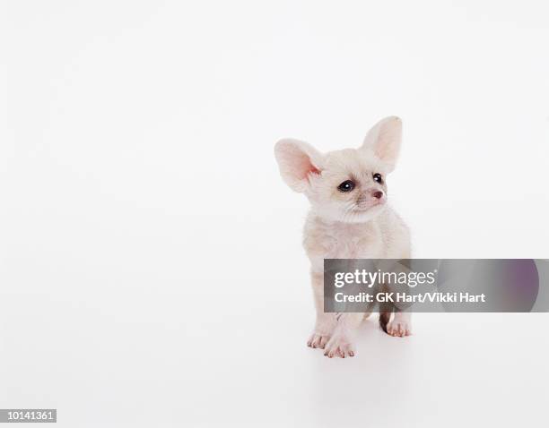 fennec fox - fennec fox stock pictures, royalty-free photos & images