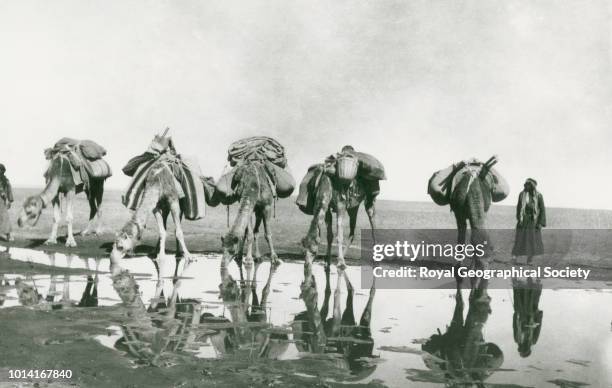 Camels watering, Tor al-Tubaiq [Jabal Tubaiq], Gertrude Bell's caravan - camels and men at watering place. This photograph can be dated to c.25th...