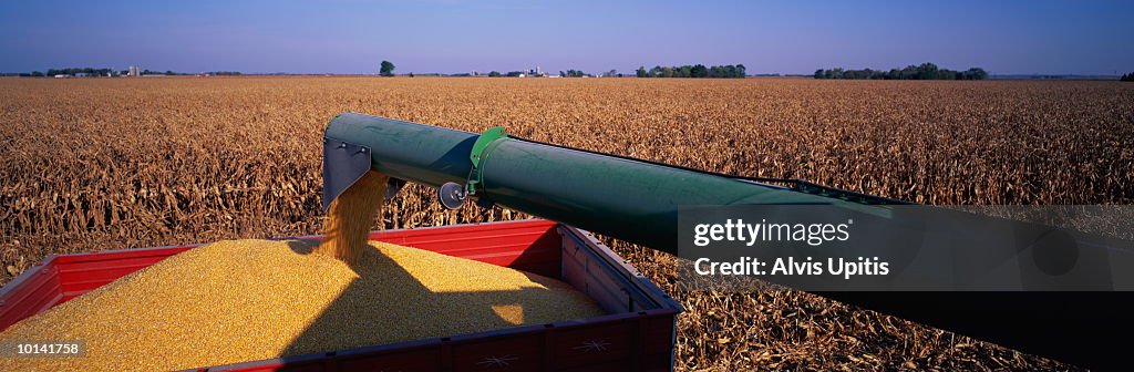 COMBINING CORN, MINNESOTA