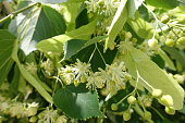 Small yellow green flowers of linden tree