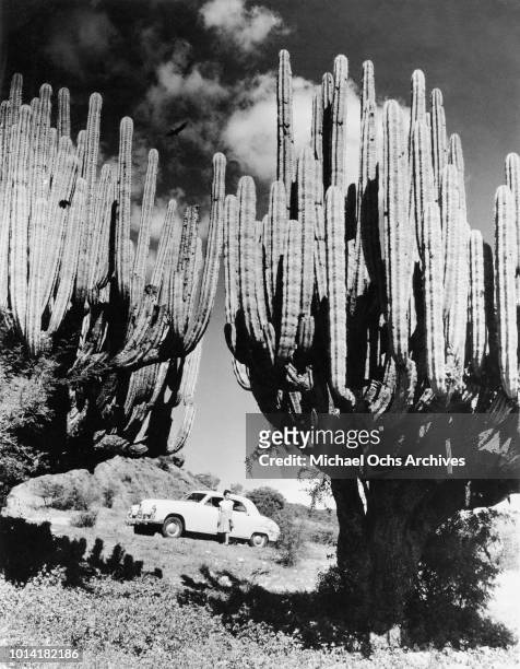 Woman standing by her car on the Pan-American Highway outside Tehuitzingo, Mexico, circa 1950. In the foreground are two giant cacti.
