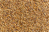 Texture with of barley malt for beer, pale ale, pilsen.