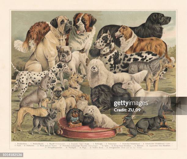 bildbanksillustrationer, clip art samt tecknat material och ikoner med hundraser, chromolithograph, publicerad 1897 - poodle