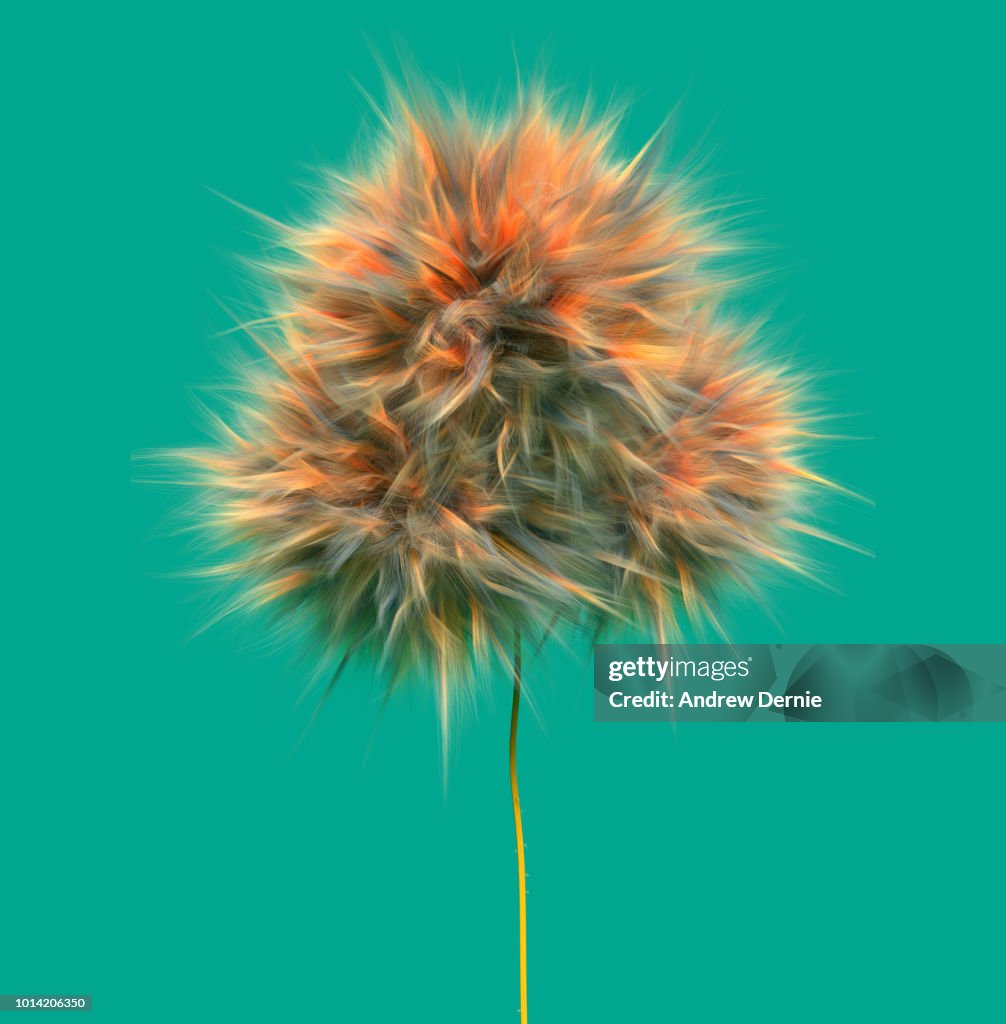 Fur Flower isolated green background