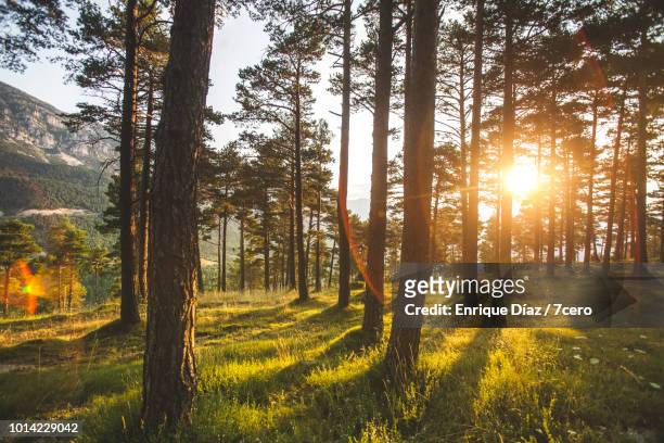 tall pines in sant llorenç de morunys, 2 - catalonia stock pictures, royalty-free photos & images