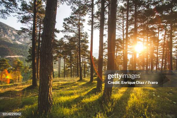 tall pines in sant llorenç de morunys, 2 - sunlight imagens e fotografias de stock