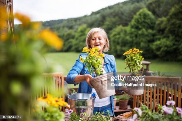 an attractive senior woman planting flowers outdoors in summer. - gardening foto e immagini stock