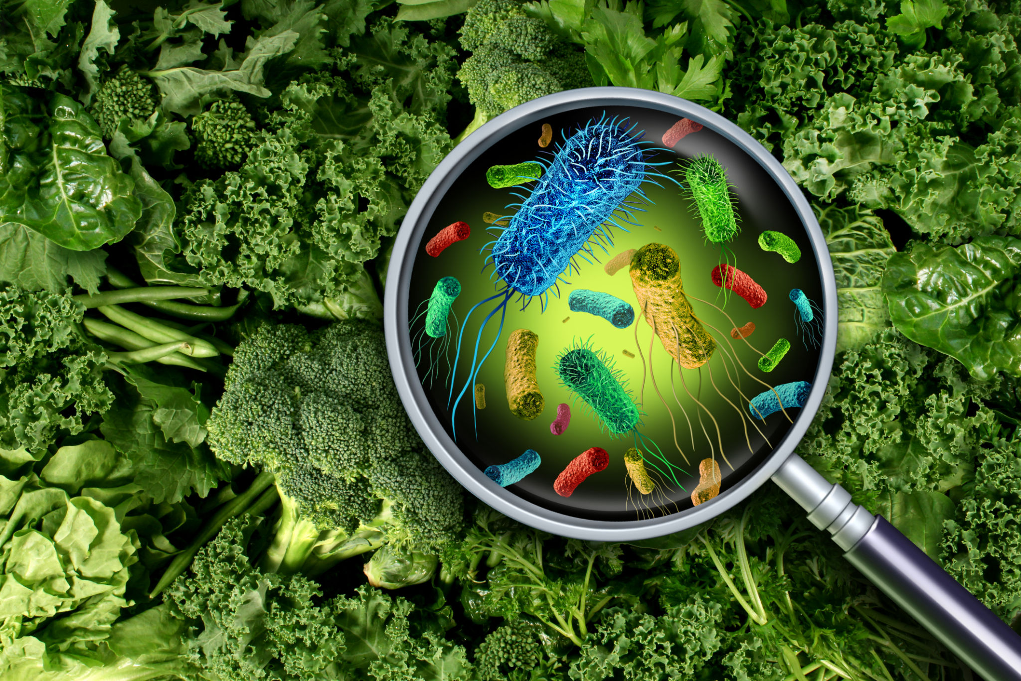 Bacteria And Germs On Vegetables Bacteria And Germs On Vegetables