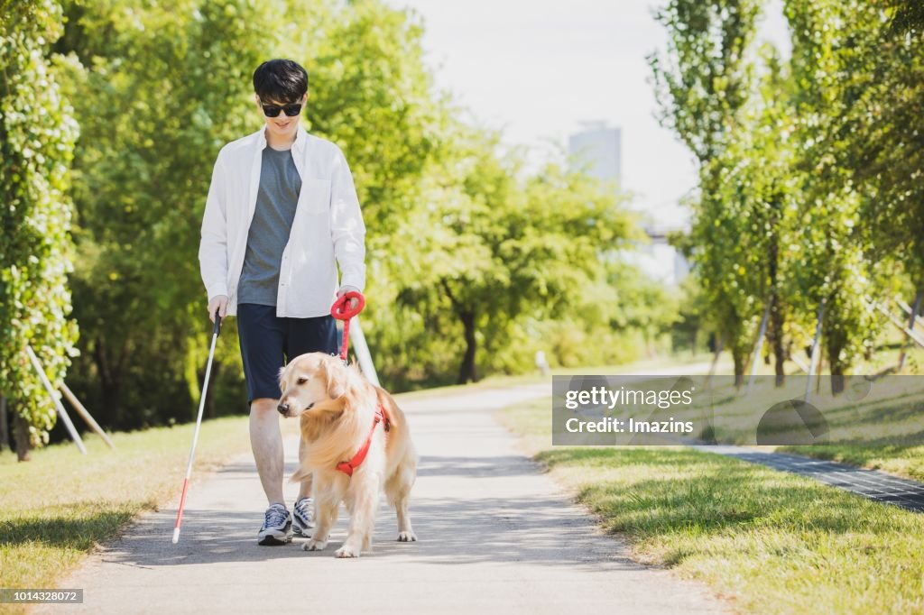 A guide dog and blind man taking a walk