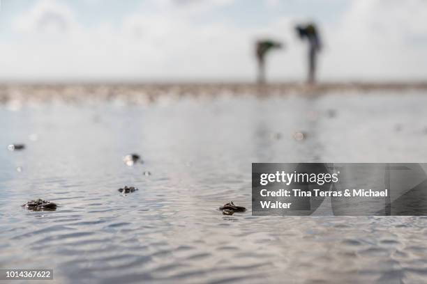 sylt, watt hike. germany - mar de wadden fotografías e imágenes de stock