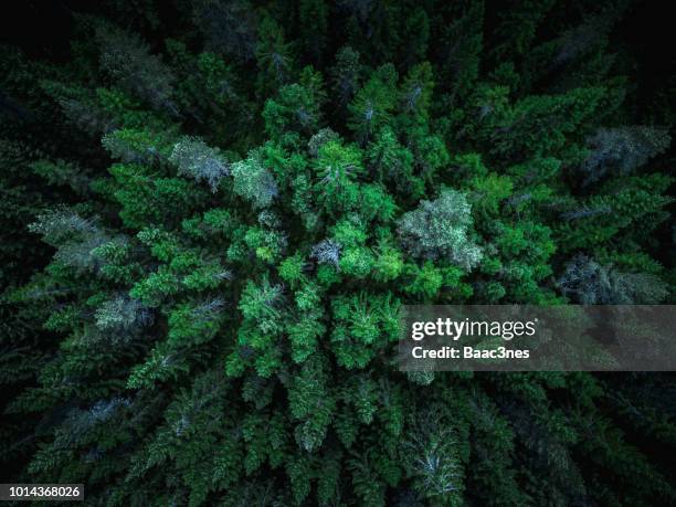 spruce trees seen from above - aerial forest stock pictures, royalty-free photos & images