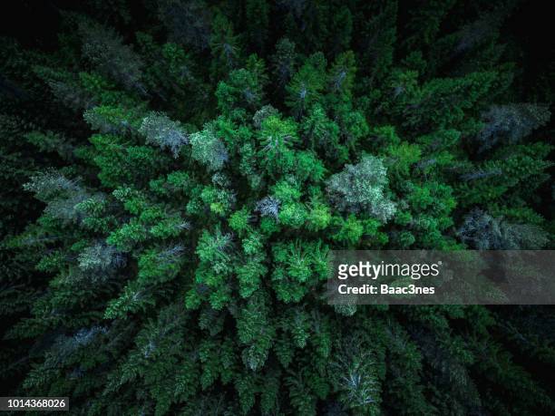 spruce trees seen from above - 樹梢 個照片及圖片檔