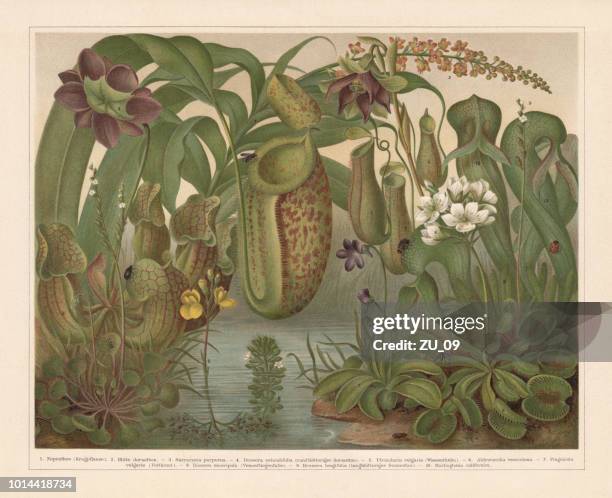fleischfressende pflanzen, farblitho, veröffentlicht im jahre 1897 - watermill stock-grafiken, -clipart, -cartoons und -symbole
