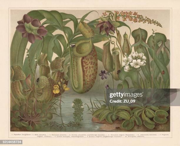 stockillustraties, clipart, cartoons en iconen met vleesetende planten, chromolithograph, gepubliceerd in 1897 - waterrad