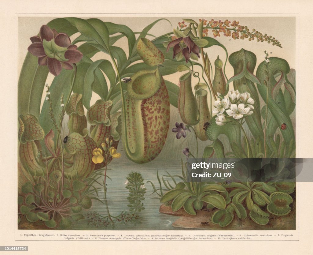 Carnivorous plants, chromolithograph, published in 1897