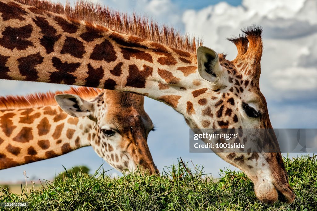 Giraffe grazing top of the acacia thorn tree at wild