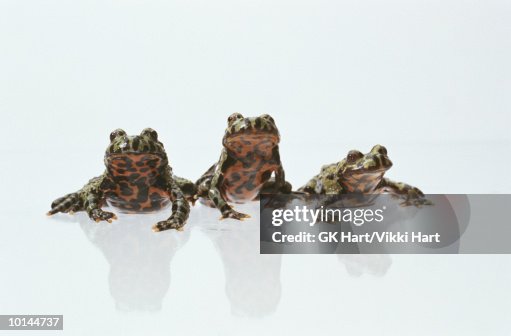 FIRE BELLY TOADS FIRE BELLY TOADS