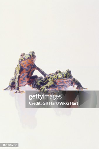 FIRE BELLY TOAD FIRE BELLY TOAD