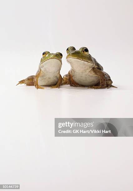 bull frogs - frosch stock-fotos und bilder