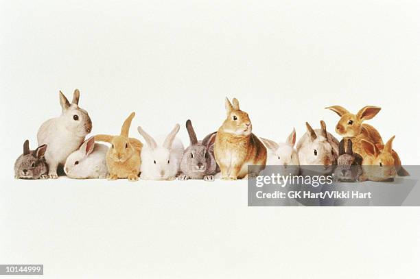 lotza bunnies in a row - lagomorphs stock-fotos und bilder