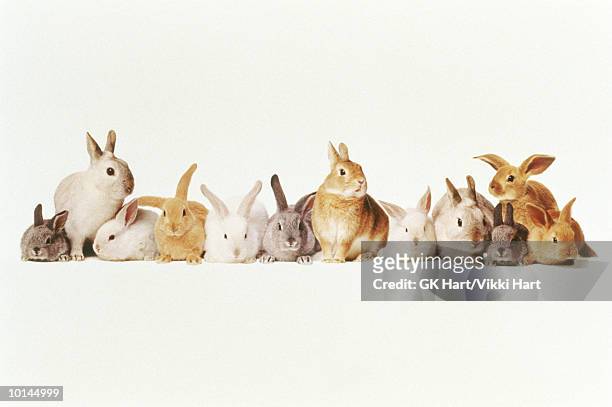 lotza bunnies in a row - lagomorphs stock pictures, royalty-free photos & images