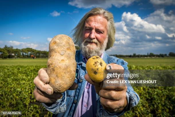 Dutch Farmer Jan van Kempen is showing his new potato harvest in Zuidoostbeemster, The Netherlands on August 10, 2018. - Due to the longduring...