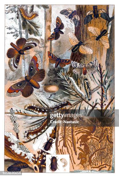 moths - romani people stock illustrations