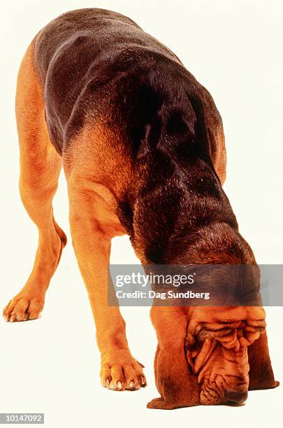 blood hound, 3 - bloedhond stockfoto's en -beelden