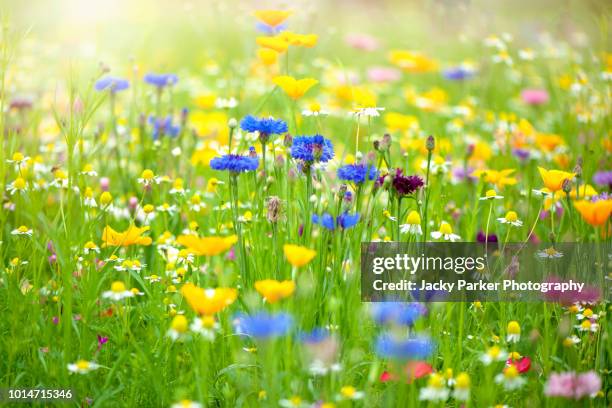 close-up image of a beautiful summer wildflower meadow in hazy sunshine - wildflower meadow stock pictures, royalty-free photos & images