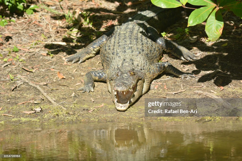 Australian Saltwater Crocodile in Queensland Australia