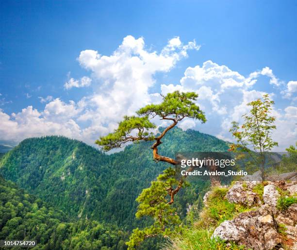 tree on mountain against blue sky. sokolica - bonsai imagens e fotografias de stock