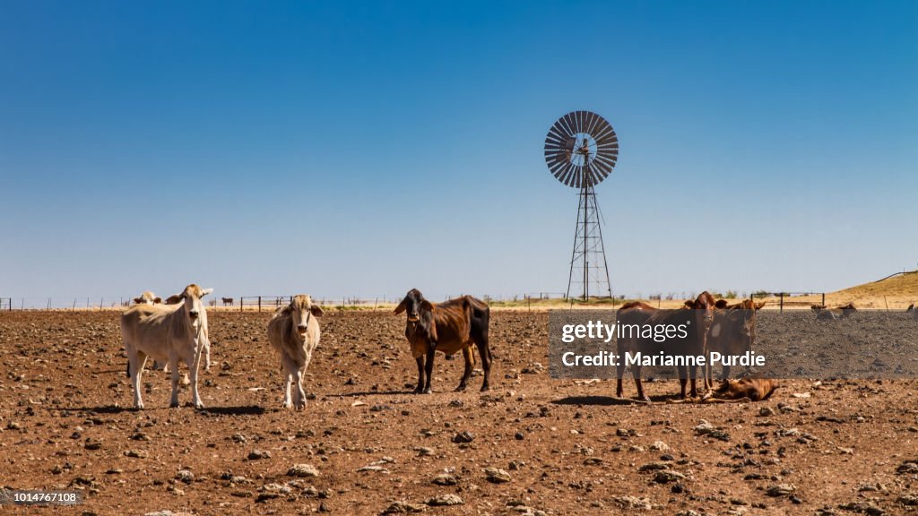 Drought affected cattle
